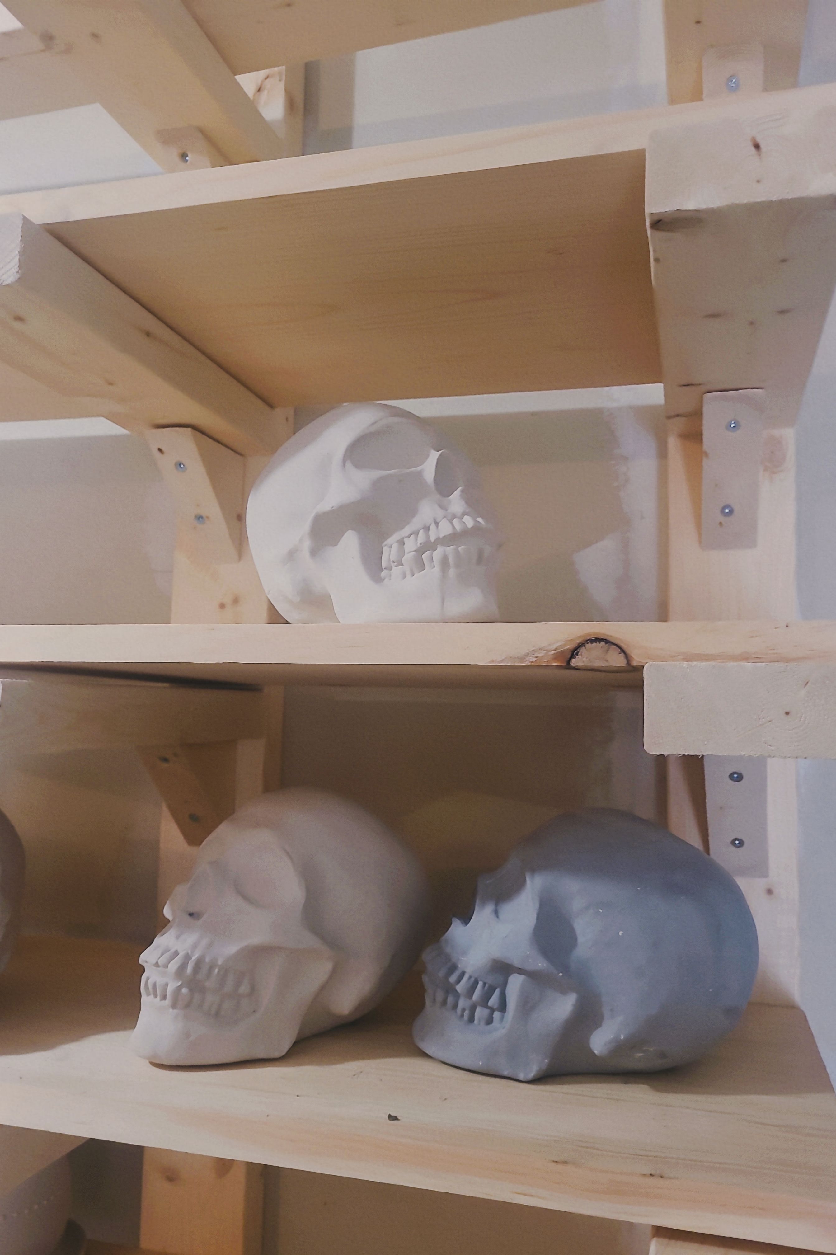 Skull heads on wooden shelves